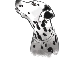 Dalmatian