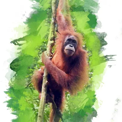 Design Orangutan 1 ornagutan_3